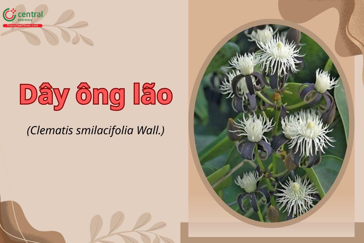 Dây ông lão (Clematis smilacifolia Wall.)