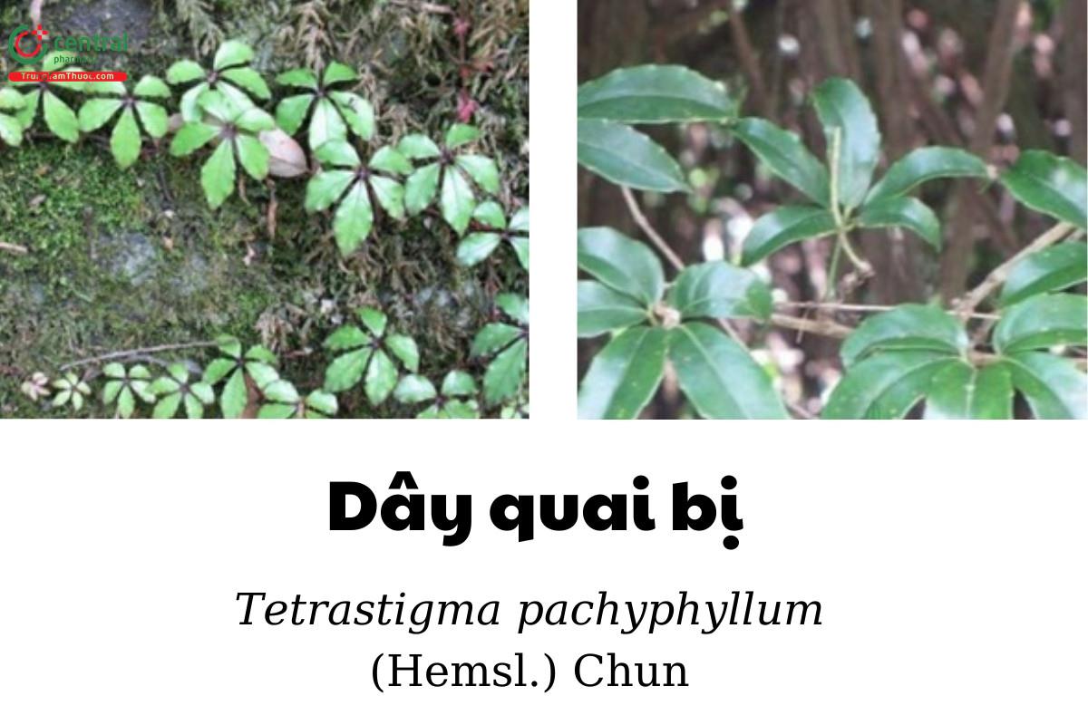 Dây quai bị (Dây ung xương, Ô liêm mẫu - Tetrastigma pachyphyllum (Hemsl.) Chun)