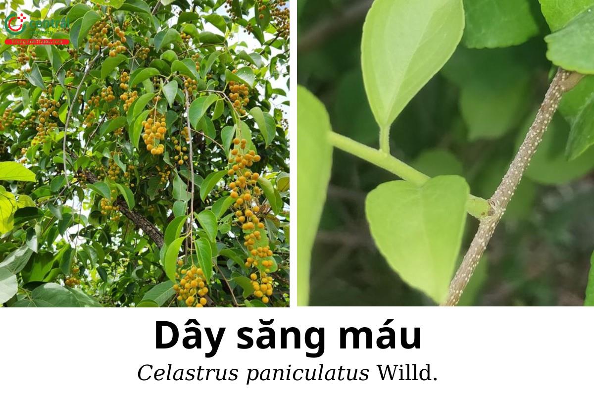 Dây săng máu (Celastrus paniculatus Willd.)