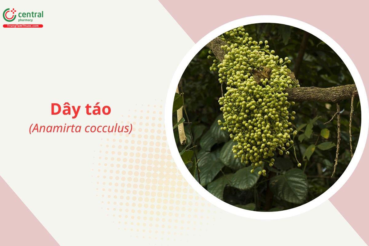 Dây táo (Dây đông cầu - Anamirta cocculus)