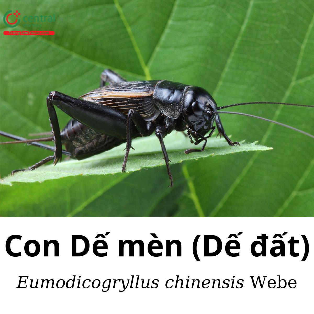 Dế mèn (Dế đất - Eumodicogryllus chinensis Weber)