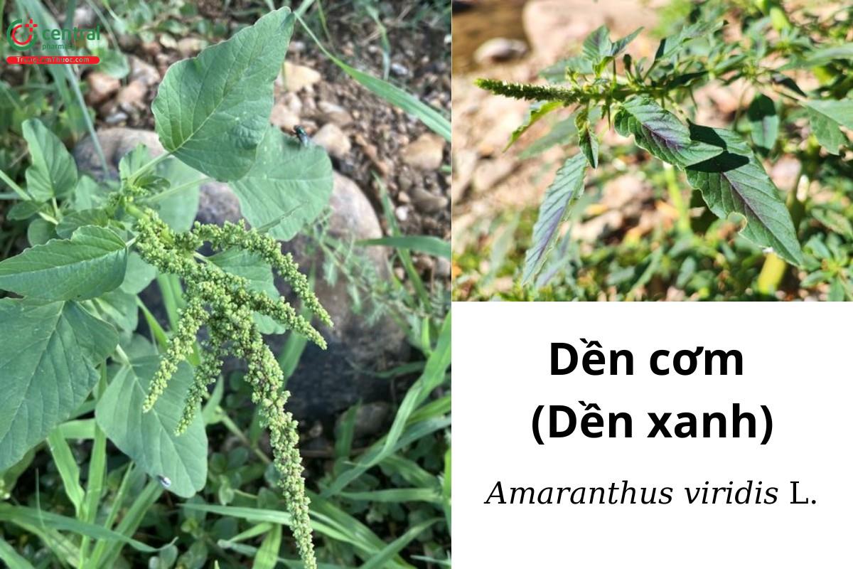 Dền cơm (Dền xanh - Amaranthus viridis L.)