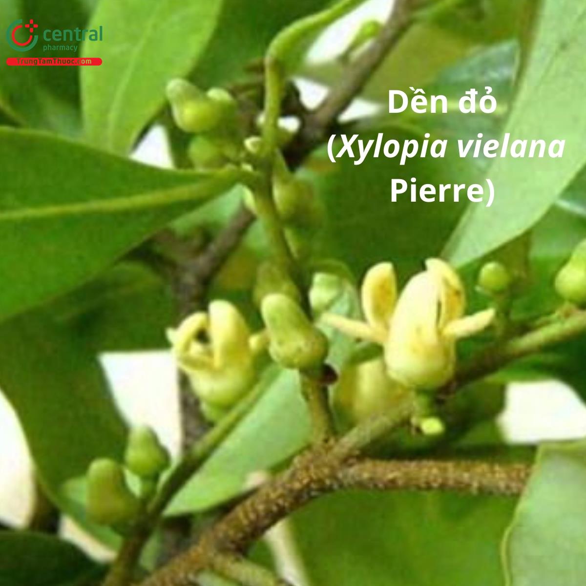 Dền đỏ (Cây sai - Xylopia vielana Pierre)