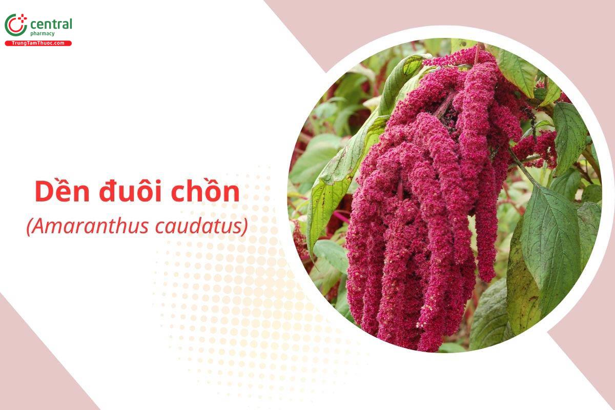 Dền Đuôi Chồn (Amaranthus caudatus L.)