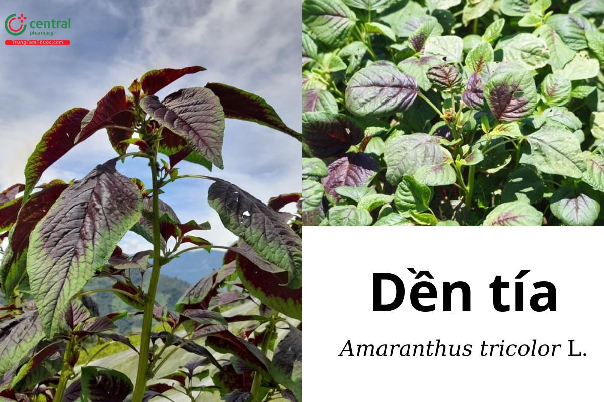 Rau dền tía (Rau dền đỏ, Xích hiện - Amaranthus tricolor L.)