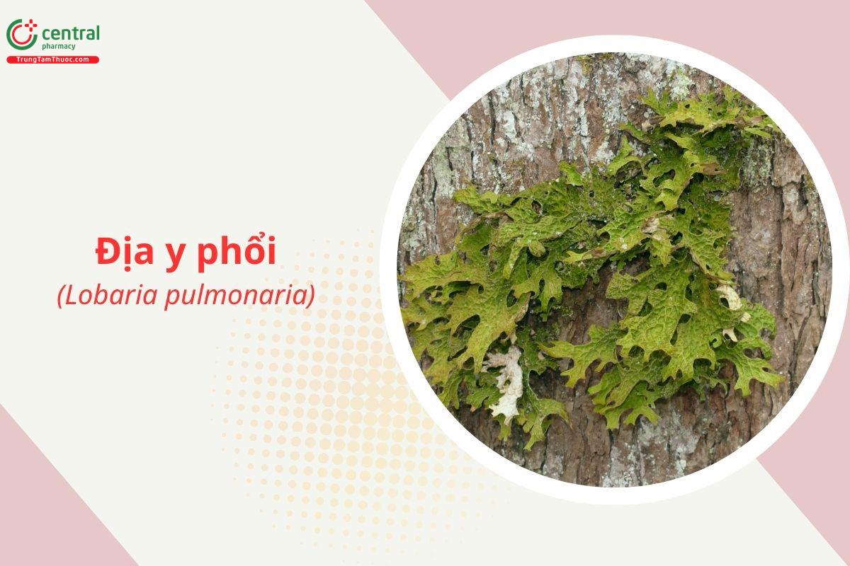 Địa y phổi (Cây cỏ phổi, Phế mạc - Lobaria pulmonacea)