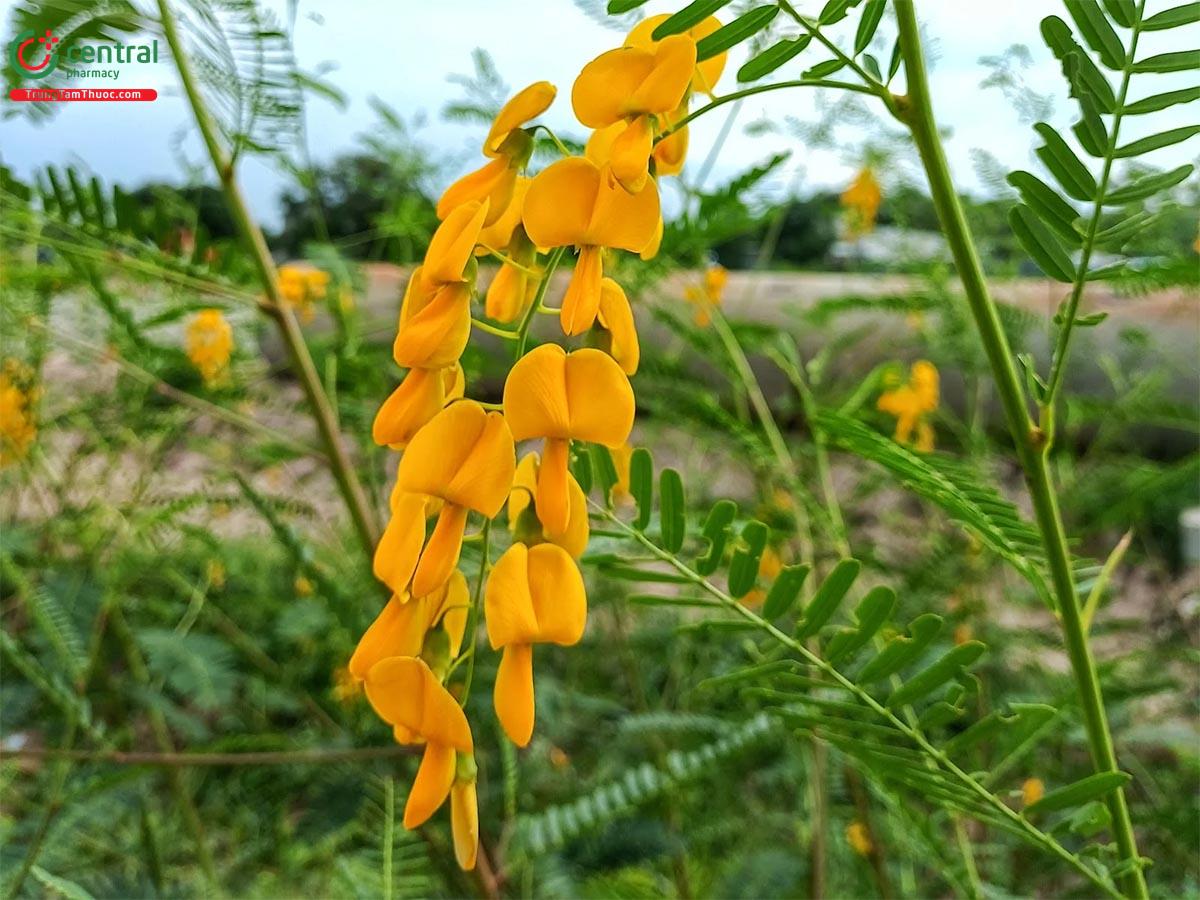 Điên Điển (Sesbania javanica Miq.)