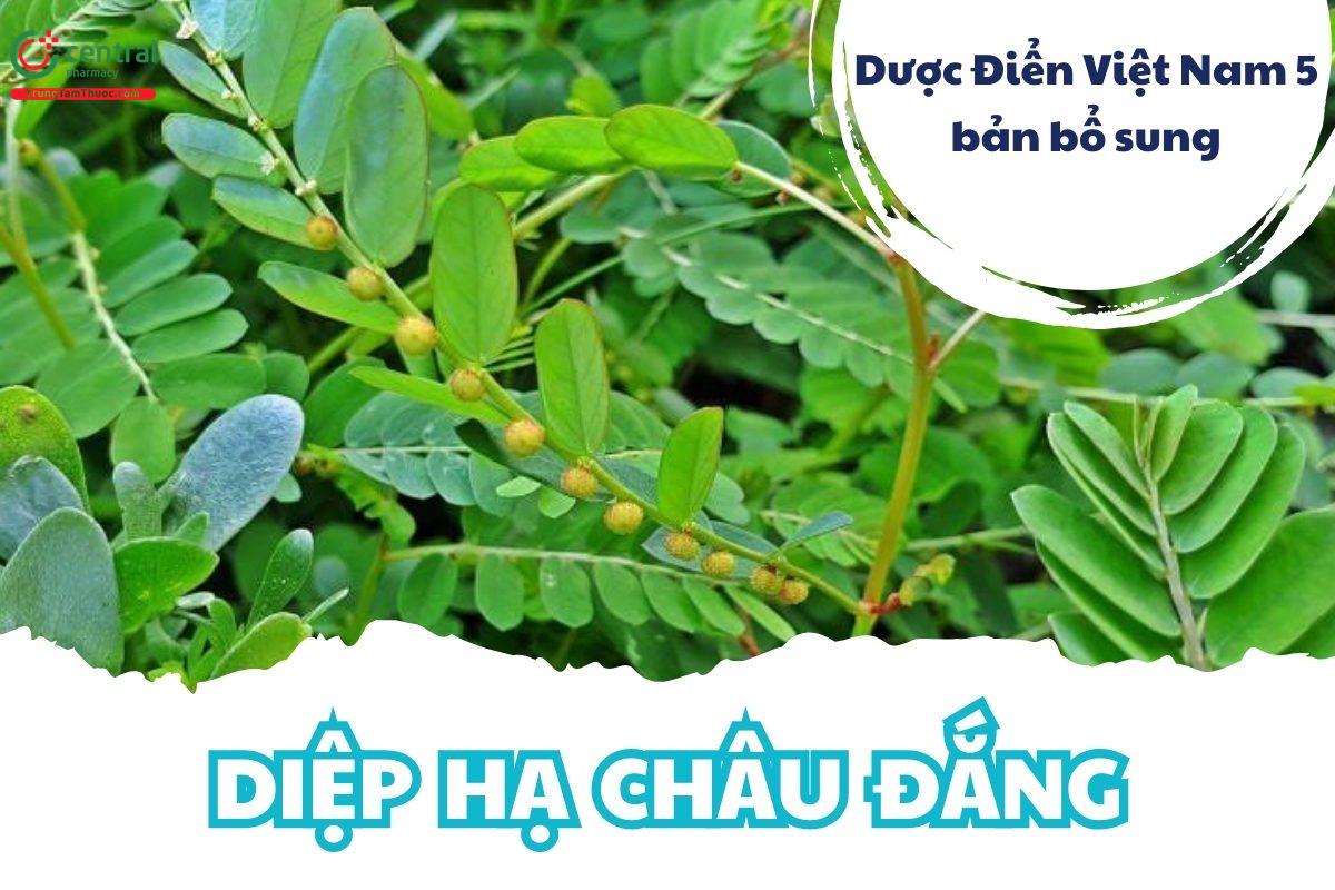 Diệp Hạ Châu Đắng