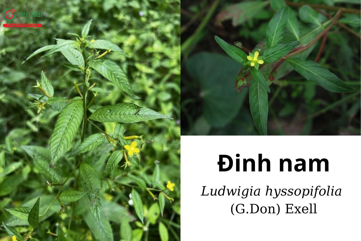 Đinh nam (Nhớt mèo, rau lức - Ludwigia hyssopifolia (G.Don) Exell)