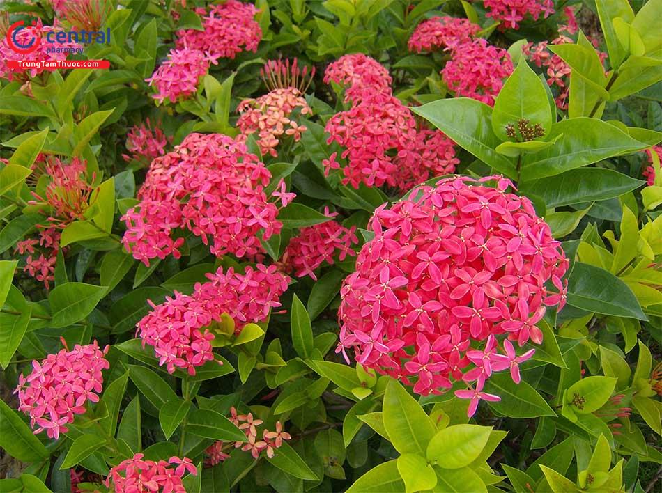 Đơn Đỏ (Mẫu Đơn Đỏ - Ixora coccinea L.)