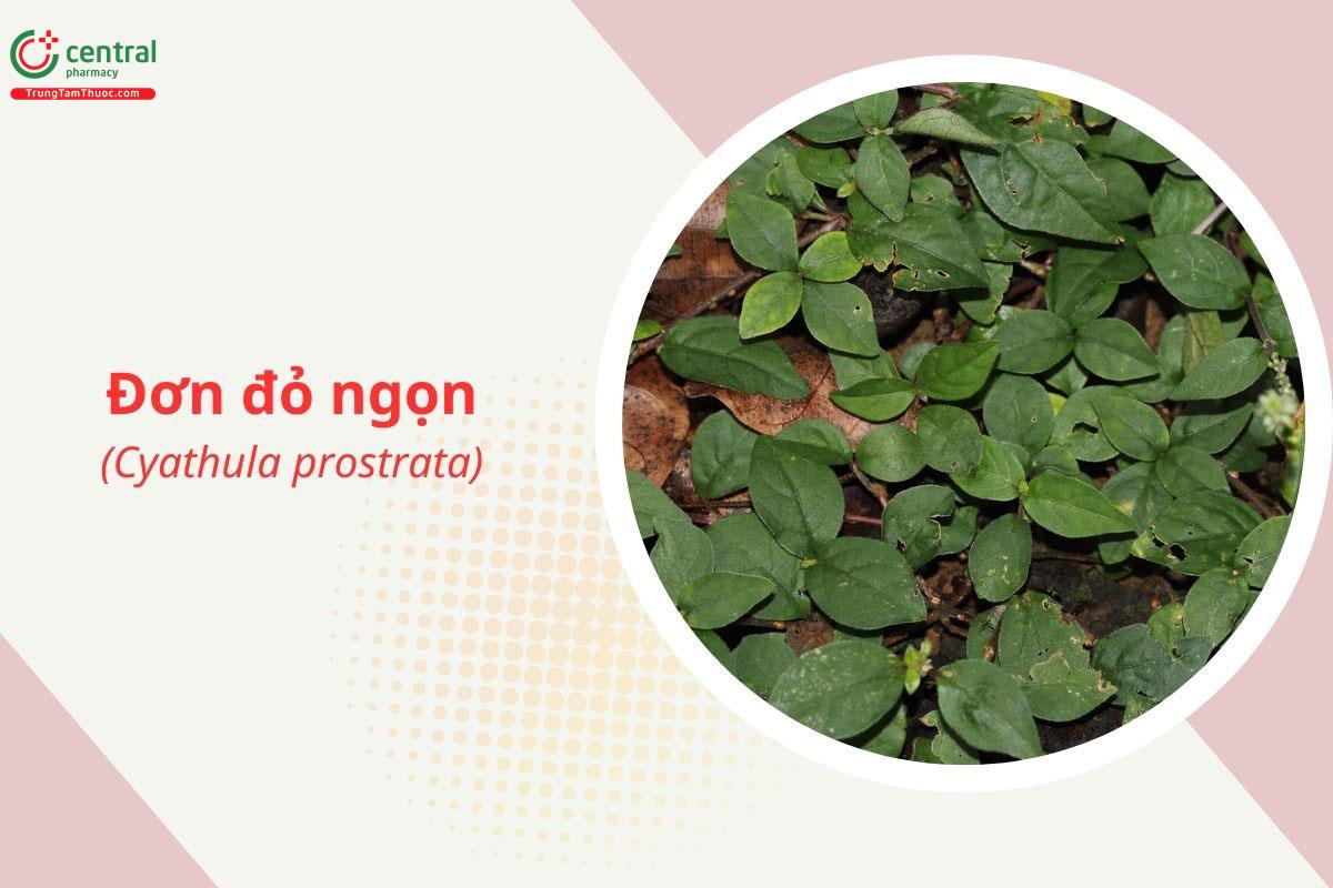 Đơn đỏ ngọn (Cỏ cước đài - Cyathula prostrata)