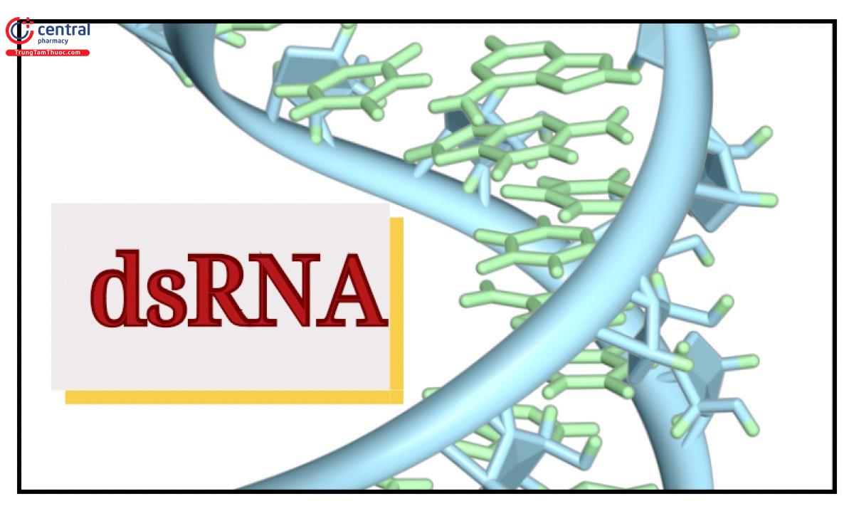 dsRNA (RNA sợi kép)
