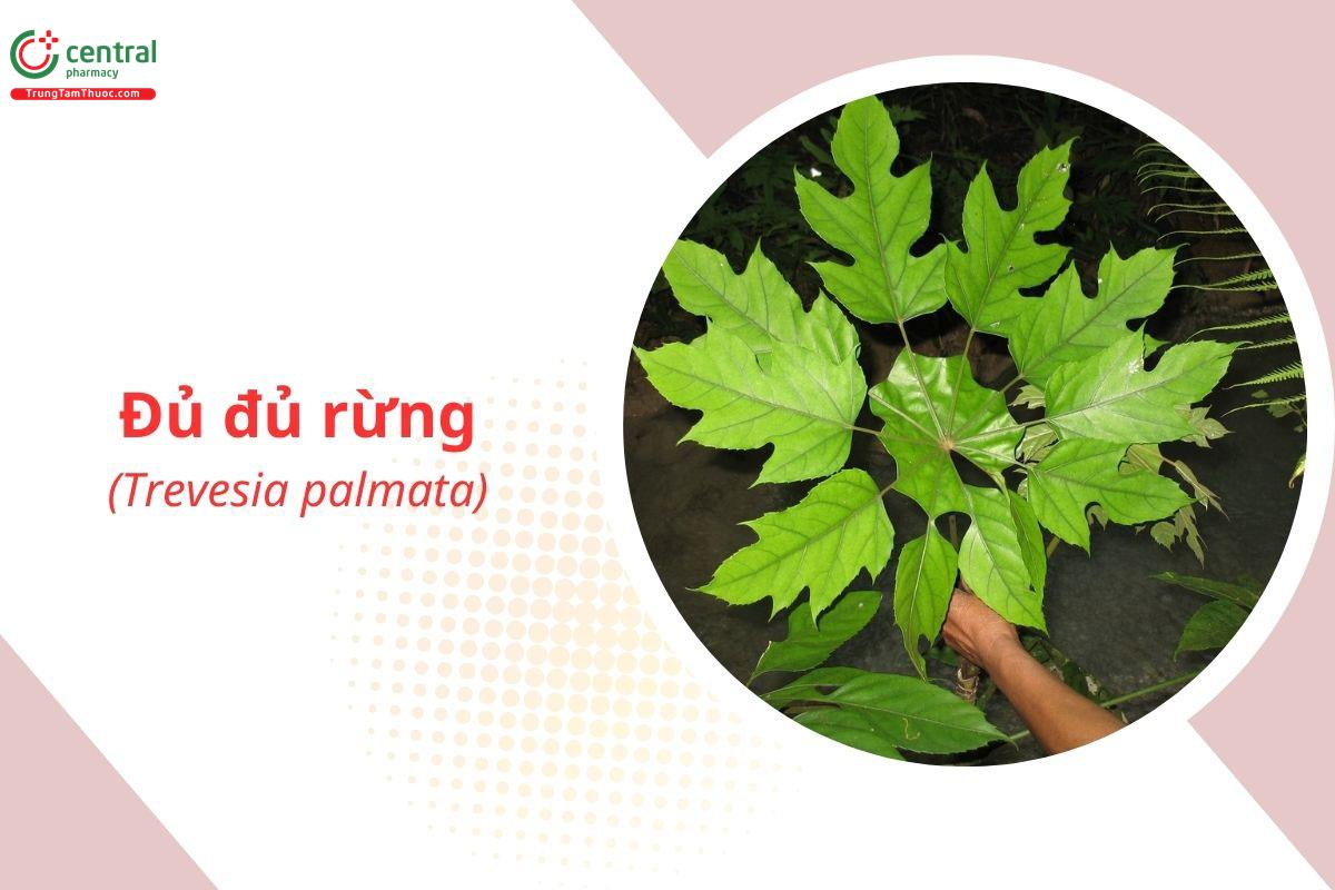 Đu Đủ Rừng (Thông Thảo Gai, Thầu Dầu Núi - Trevesia palmata)