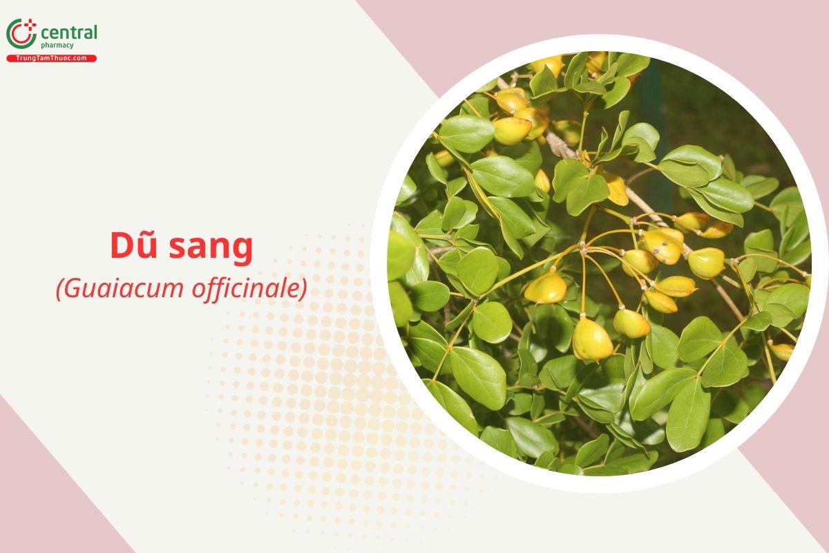 Dũ sang (Guaiacum officinale L.)