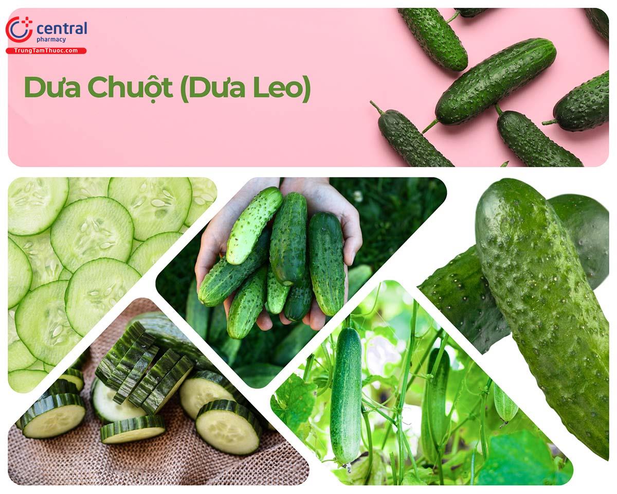 Dưa Chuột (Dưa Leo - Cucumis sativus L.)