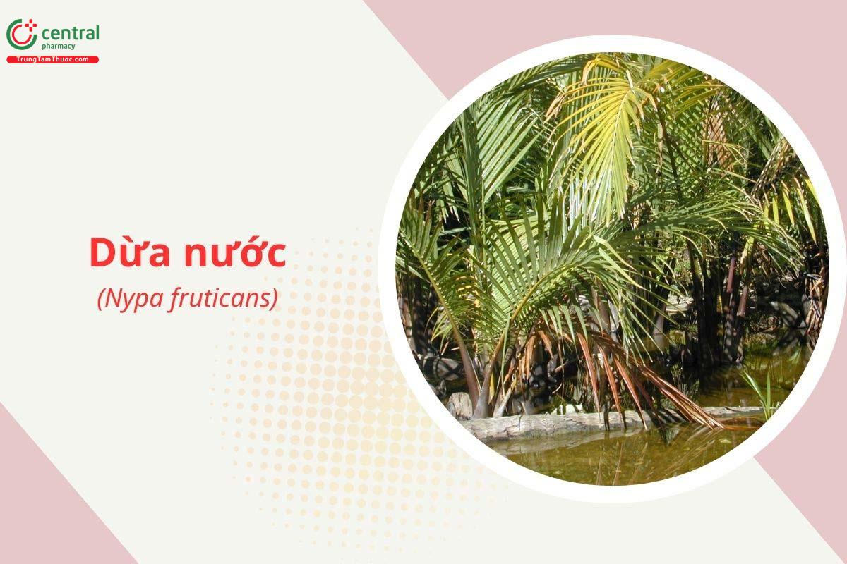 Dừa Nước (Dừa Lá - Nypa fruticans Wurmb.)