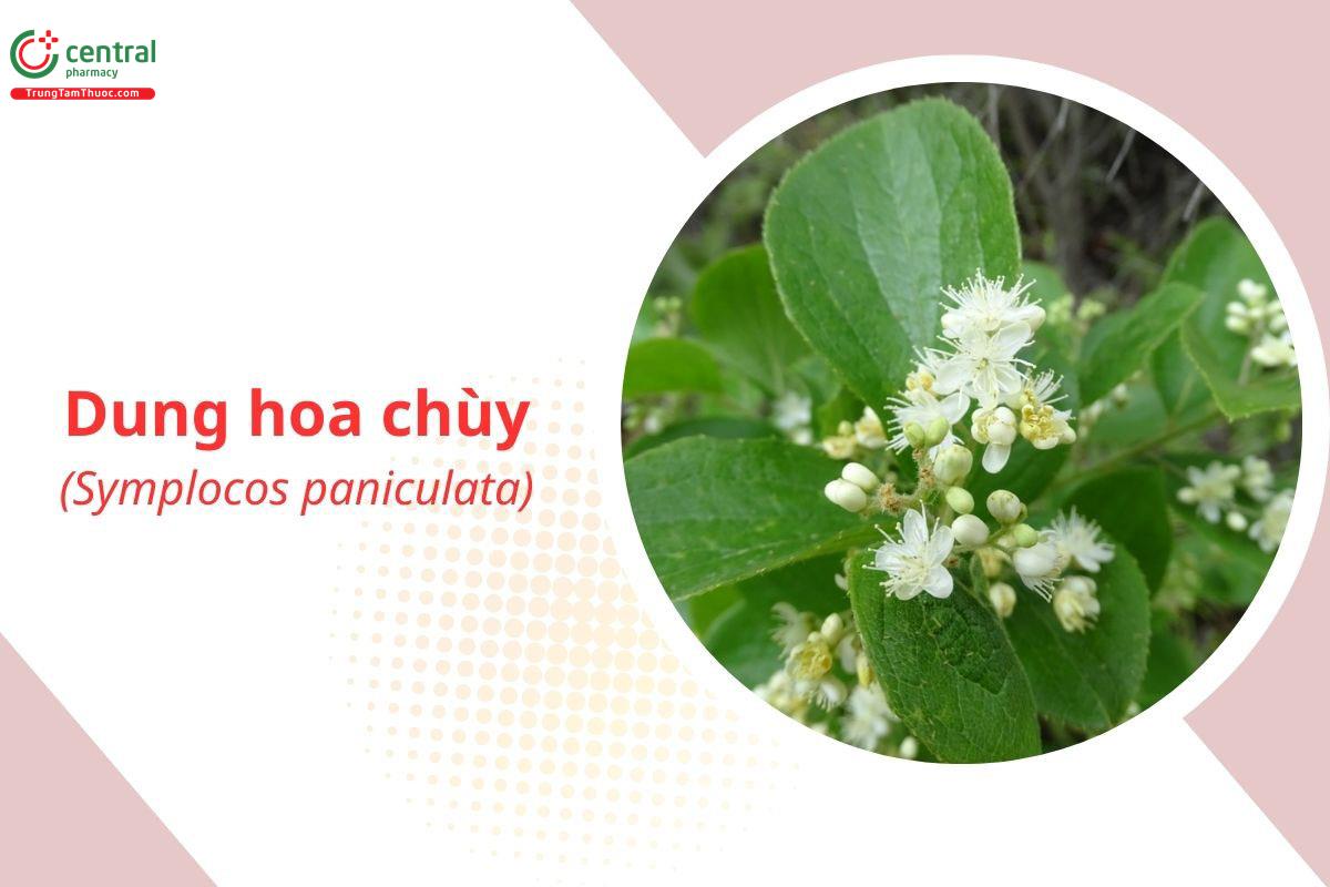 Dung Hoa Chùy (Dung Tàu - Symplocos paniculata)