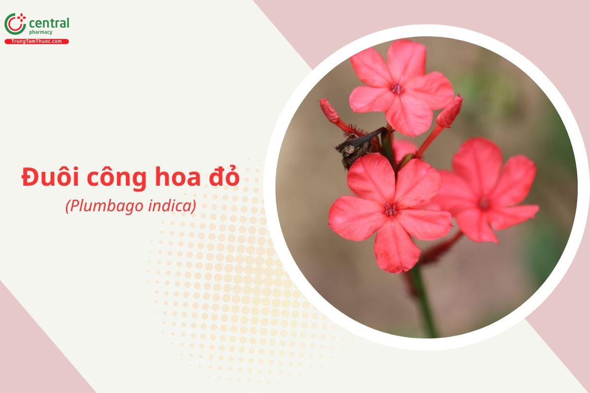 Đuôi Công Hoa Đỏ (Xích Hoa Xà - Plumbago indica L.)