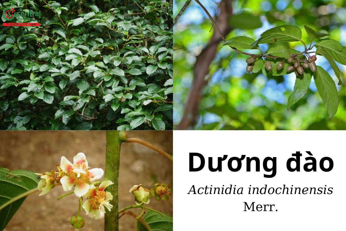 Dương đào (Nhĩ hầu đào - Actinidia indochinensis Merr.)