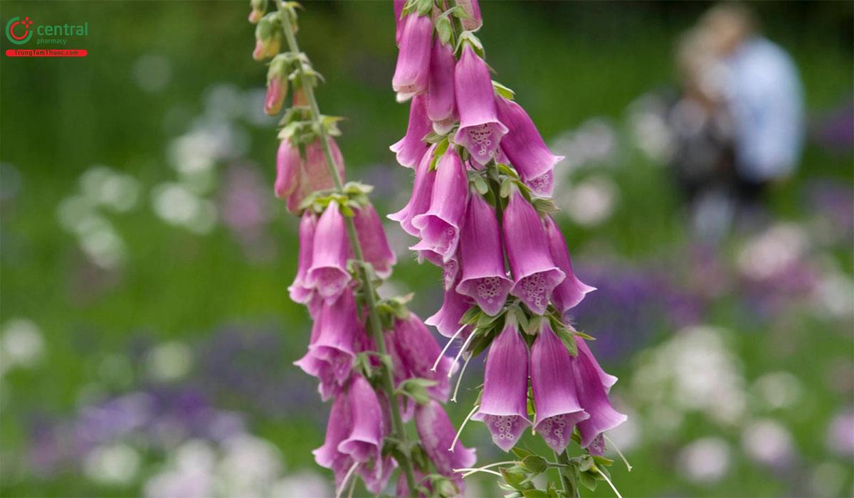 Dương Địa Hoàng (Digitalis - Digitalis purpurea L.)