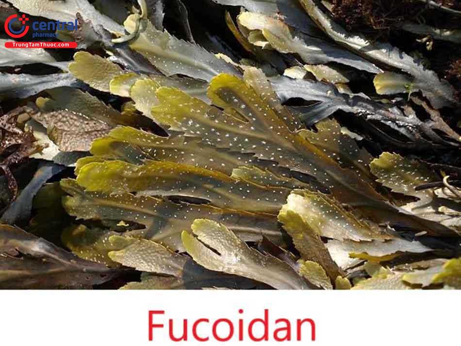 Fucoidan