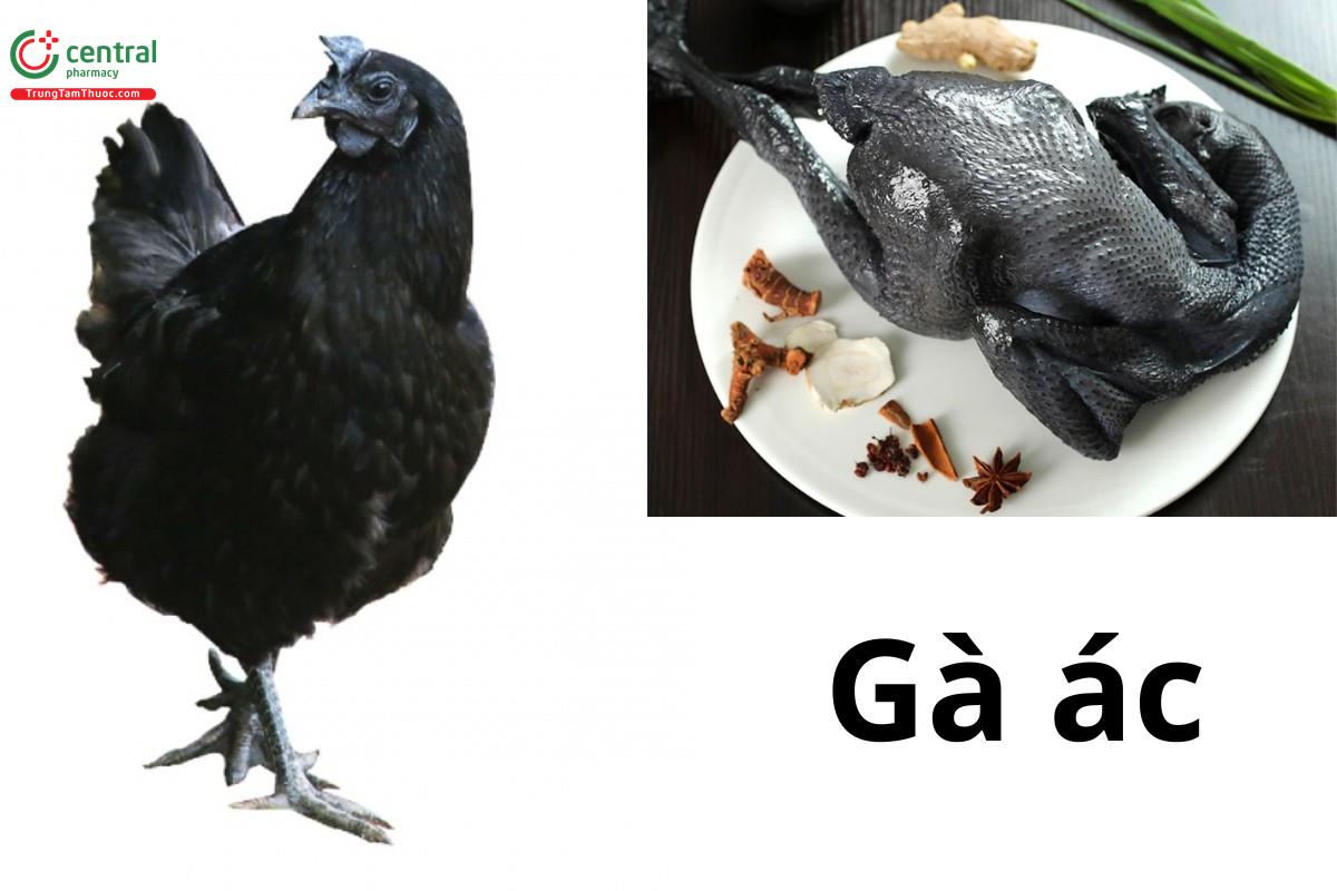 Gà ác (Gà đen, Gà chân chì, Gà ngũ trảo - Gallus gallus domesticus)