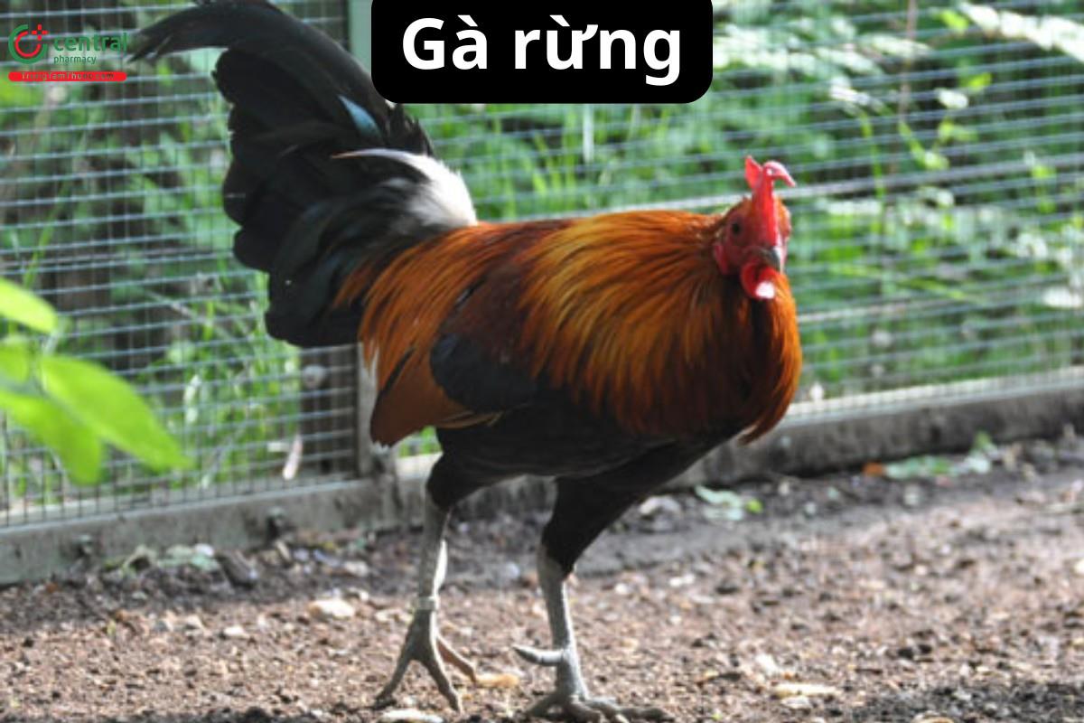 Gà rừng (Gallus gallus jabouillei Delacour et Kinnear)