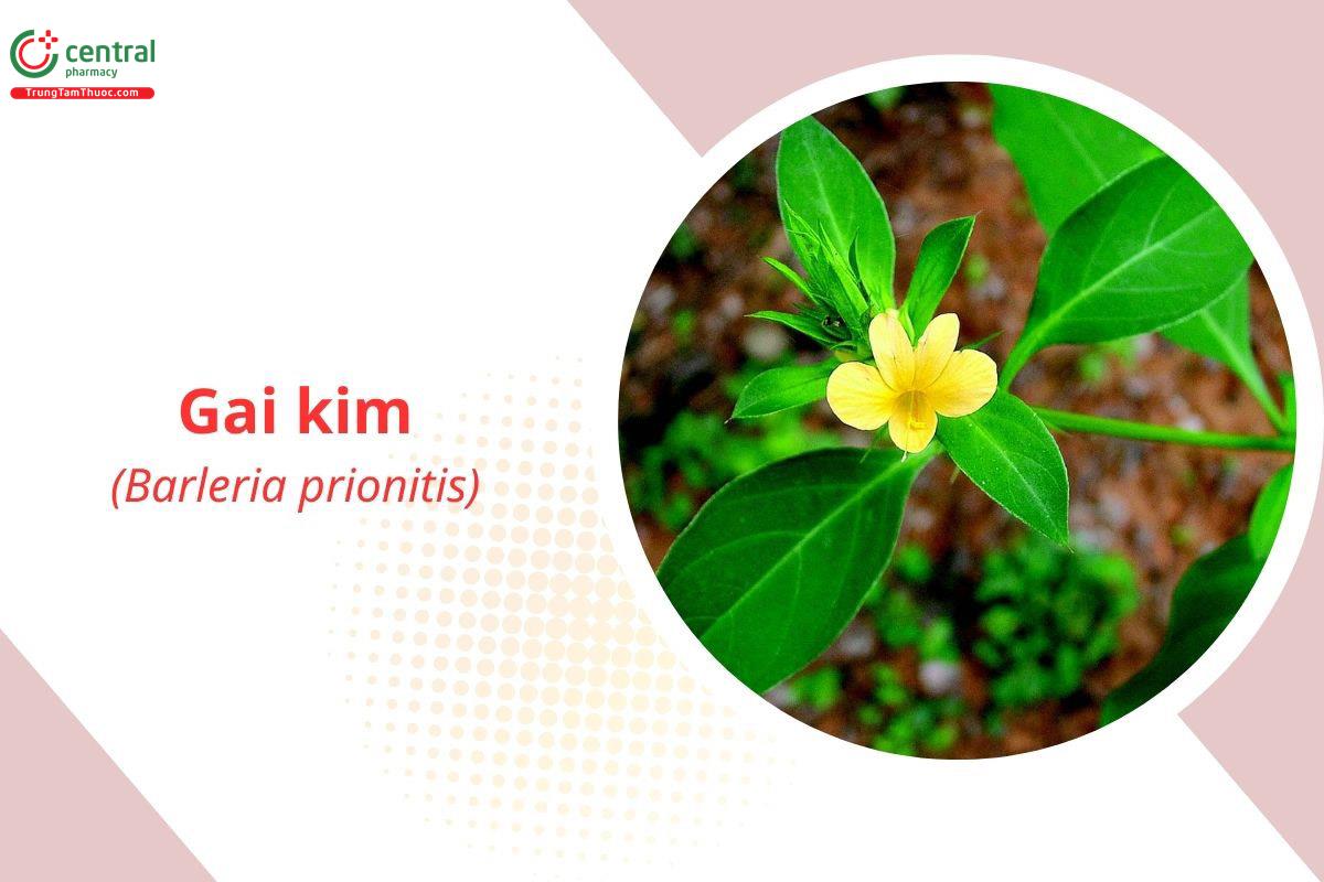 Gai Kim (Chông - Barleria prionitis L.)