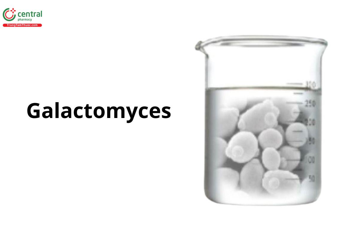 Galactomyces 