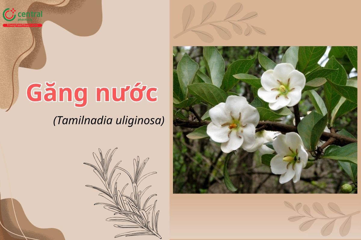 Găng nước (Tamilnadia uliginosa)
