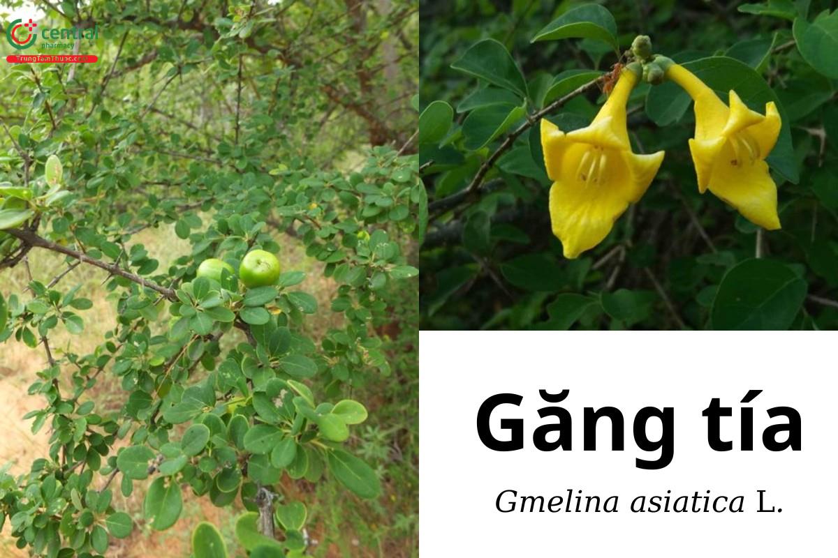 Găng tía (Tu hú đồng, Cây trời cho - Gmelina asiatica L.)