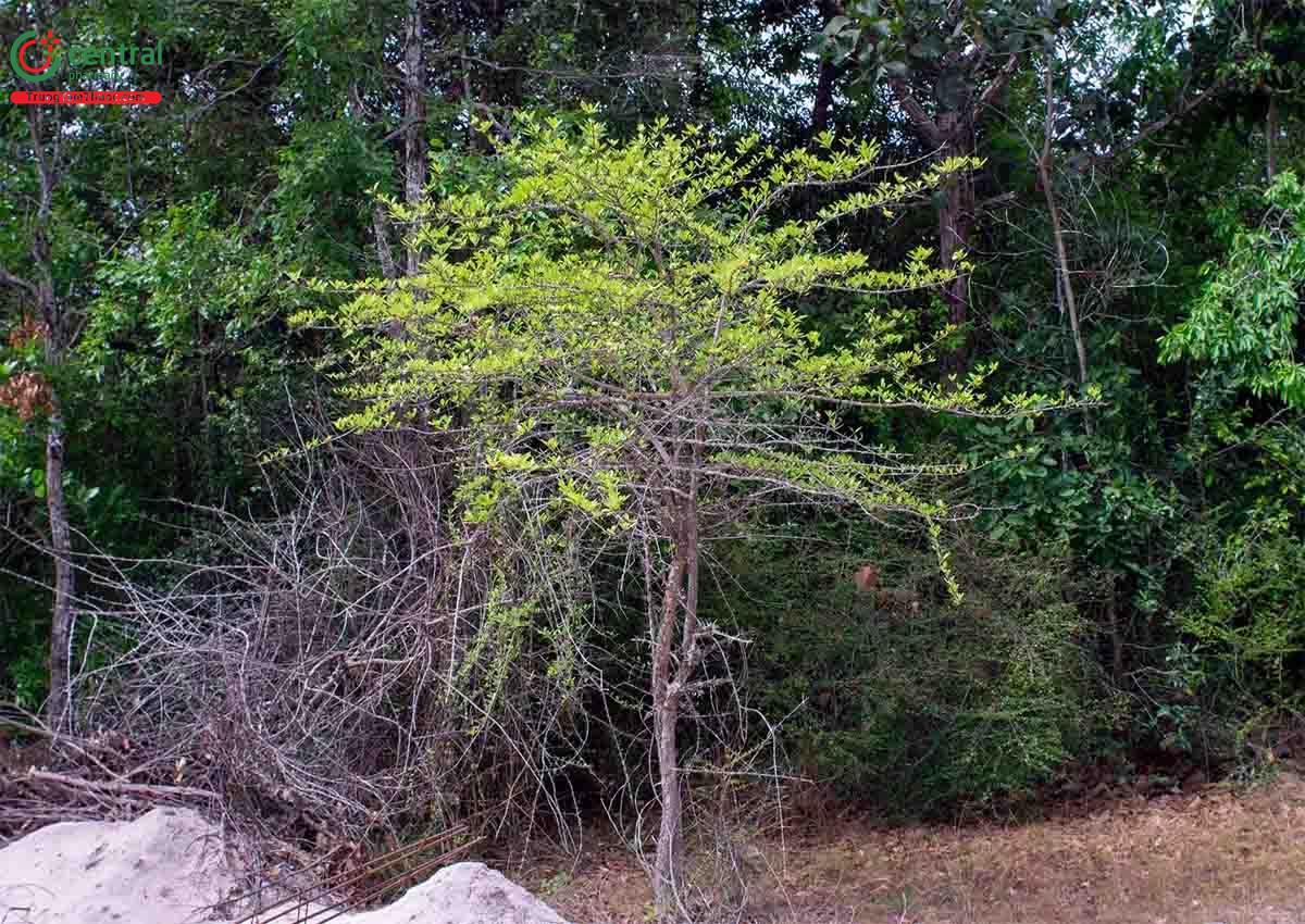 Găng Trắng (Găng Gật - Randia tomentosa Blume.)