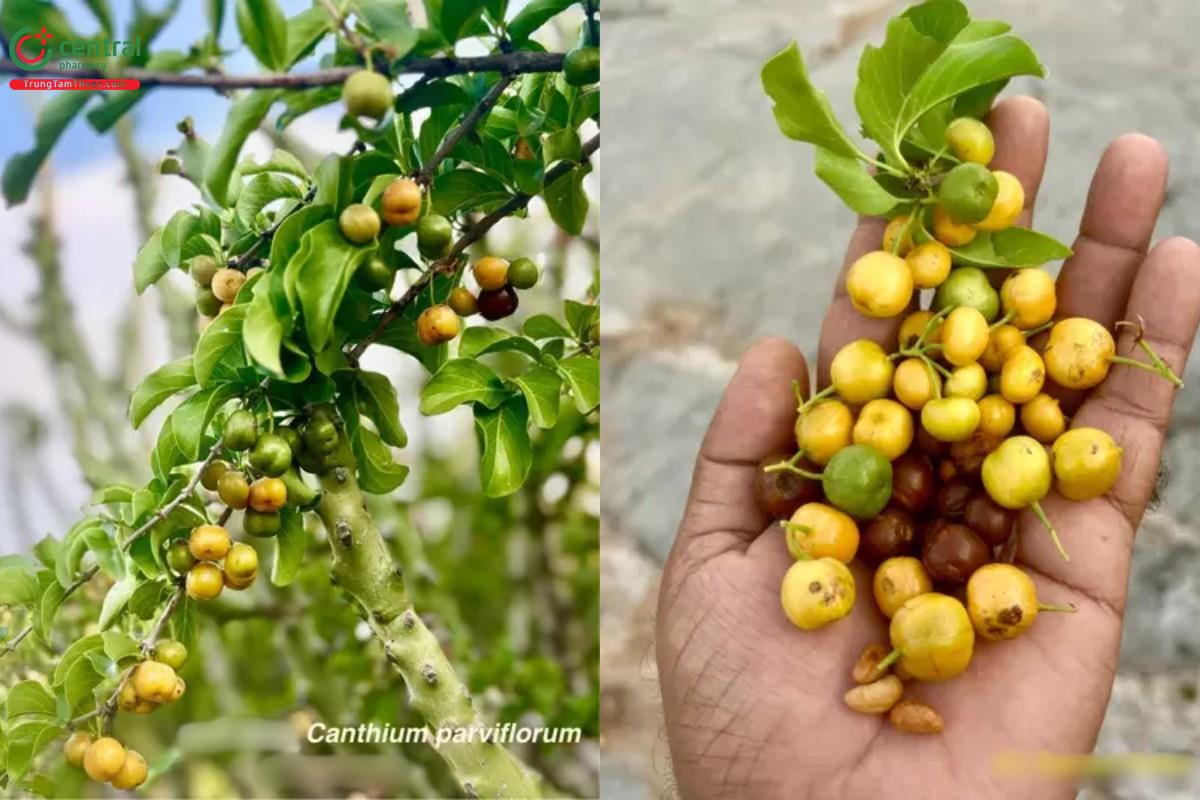 Găng vàng (Găng cơm, Găng bọc, Găng mỏ ó, Cẩm xà lặc, Găng hoa nhỏ, Nam càng - Canthium parvifolium Roxb.)