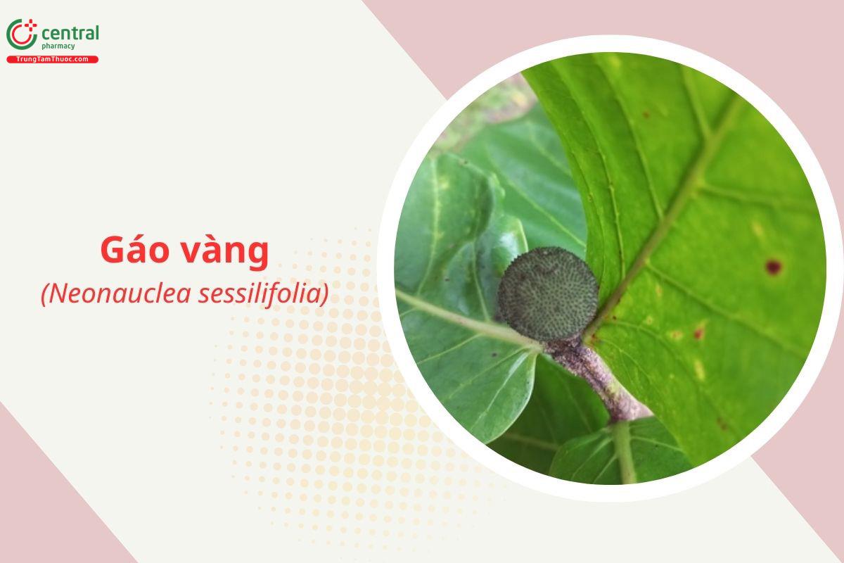 Gáo vàng (Bàng nâu - Neonauclea sessilifolia)