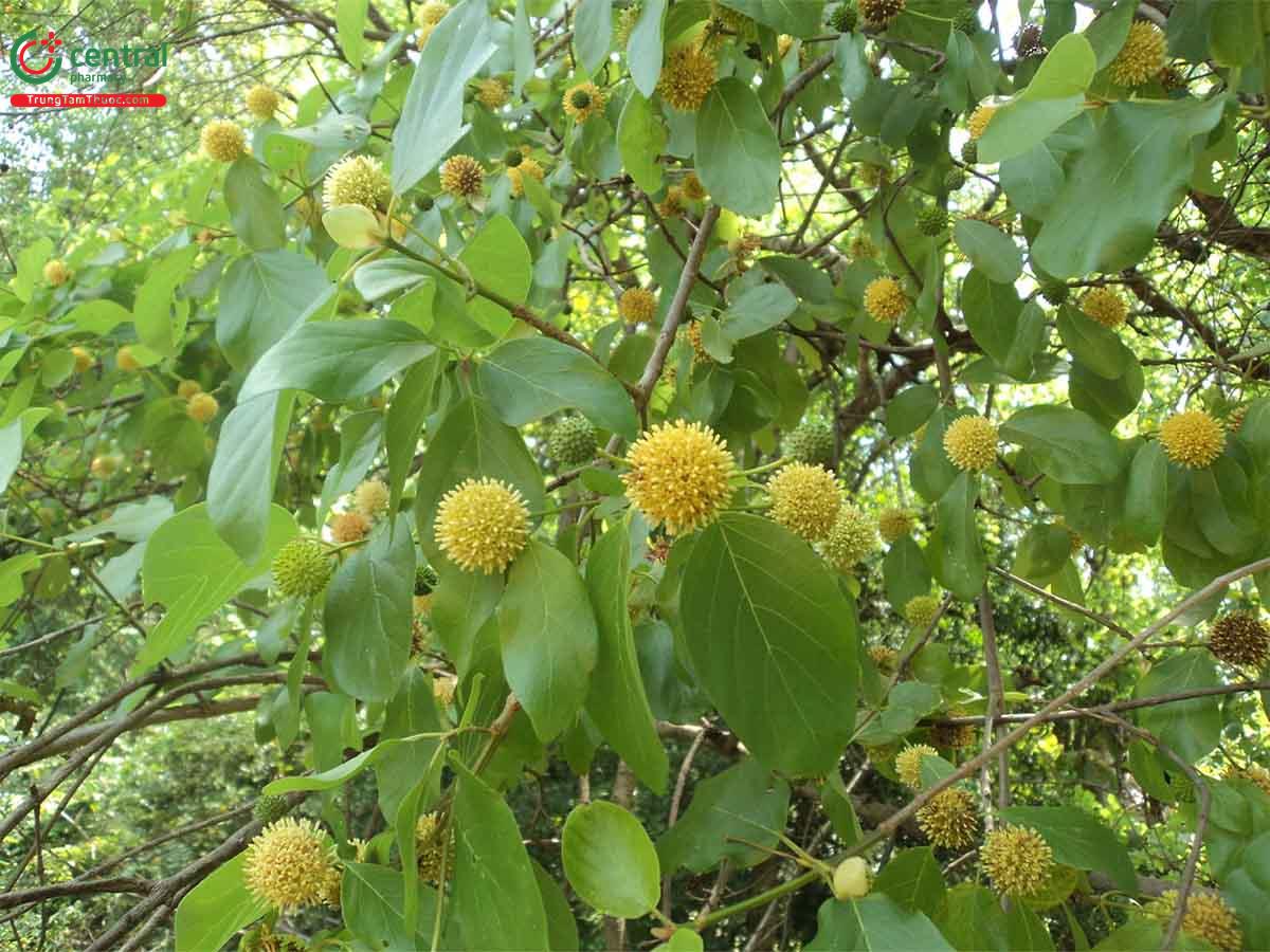 Giam Đẹp (Kratom - Mitragyna speciosa (Korth.) Havil.)