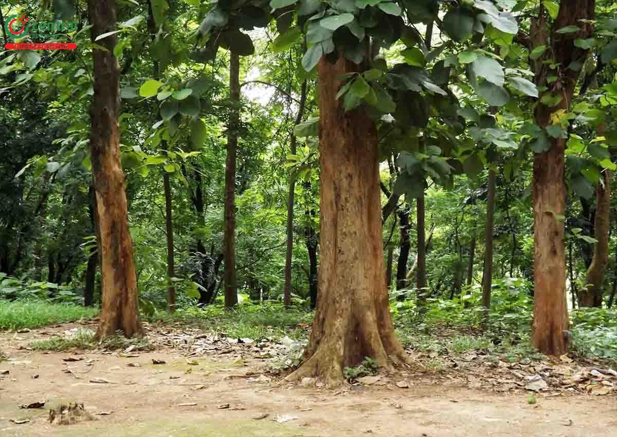 Giá Tỵ (Tếch, Teak - Tectona grandis L. f.)