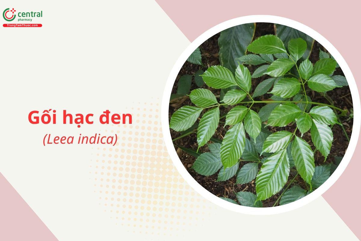 Gối hạc đen (Củ rối Ấn - Leea indica)