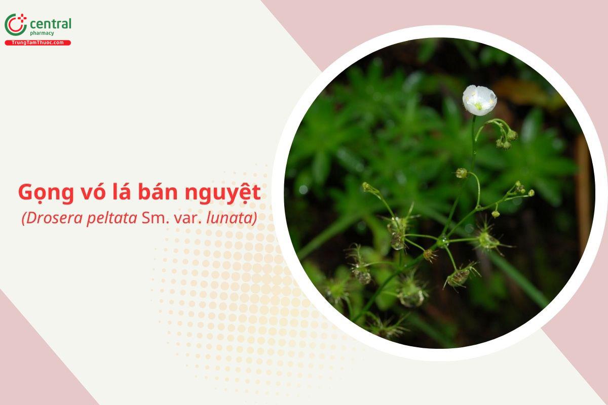 Gọng vó lá bán nguyệt (Drosera peltata Sm. var. lunata)