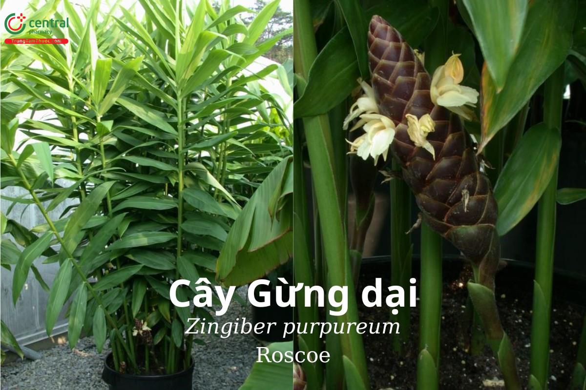 Gừng dại (Zơrơng - Zingiber purpureum Roscoe)