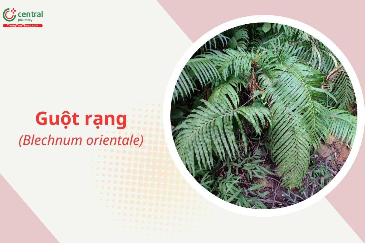 Guột rạng (Ráng dừa - Blechnum orientale)