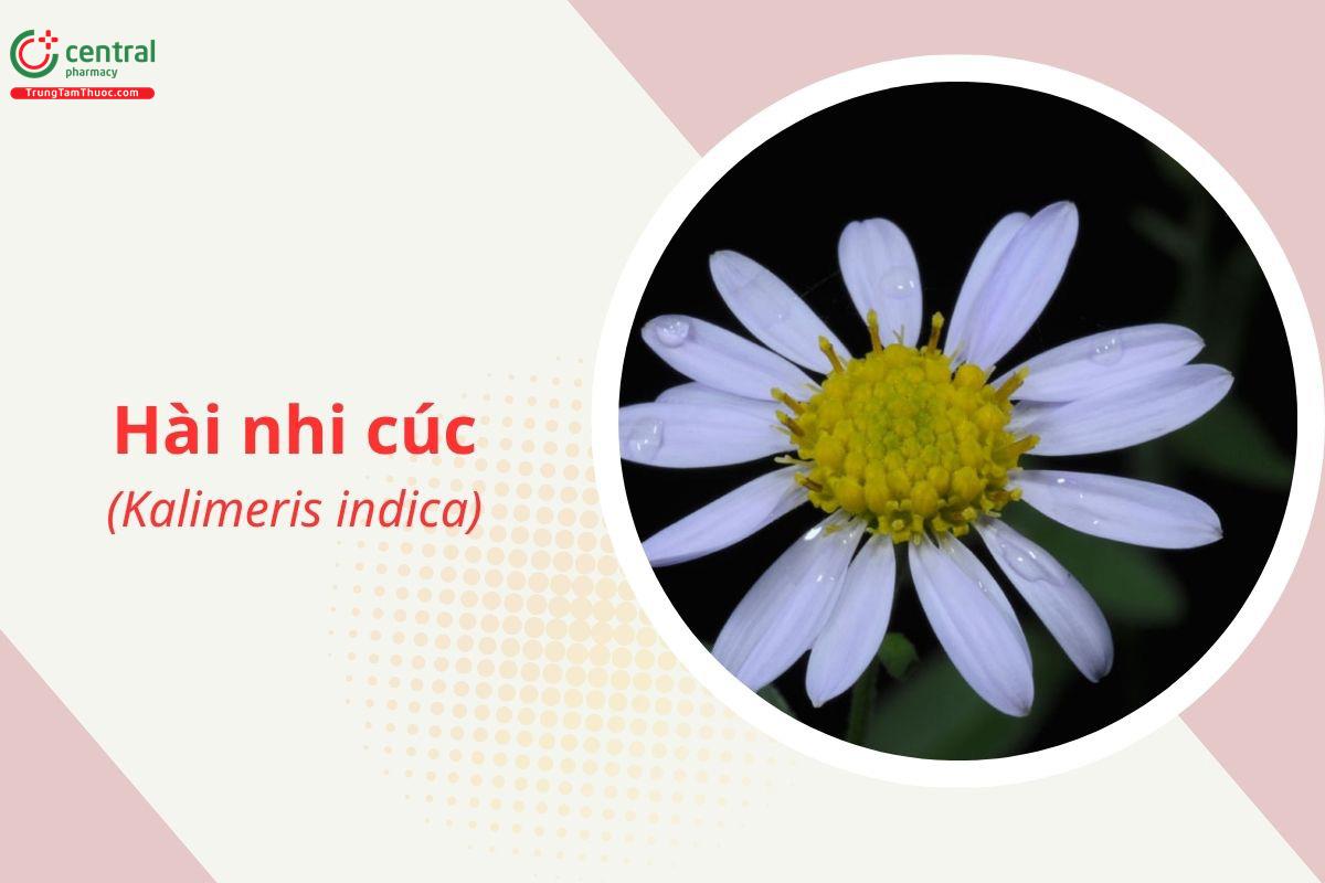 Hài nhi cúc (Cúc cánh tím - Kalimeris indica)