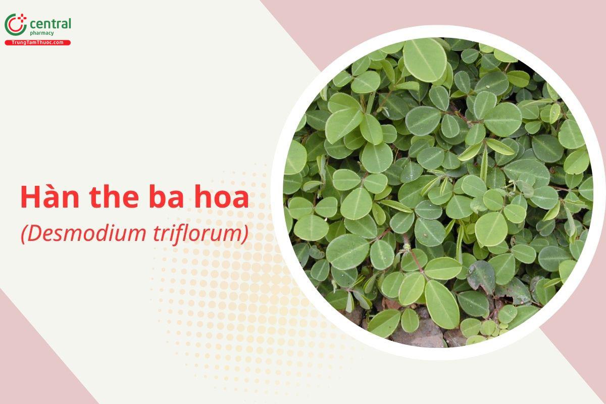 Hàn the ba hoa (Desmodium triflorum)