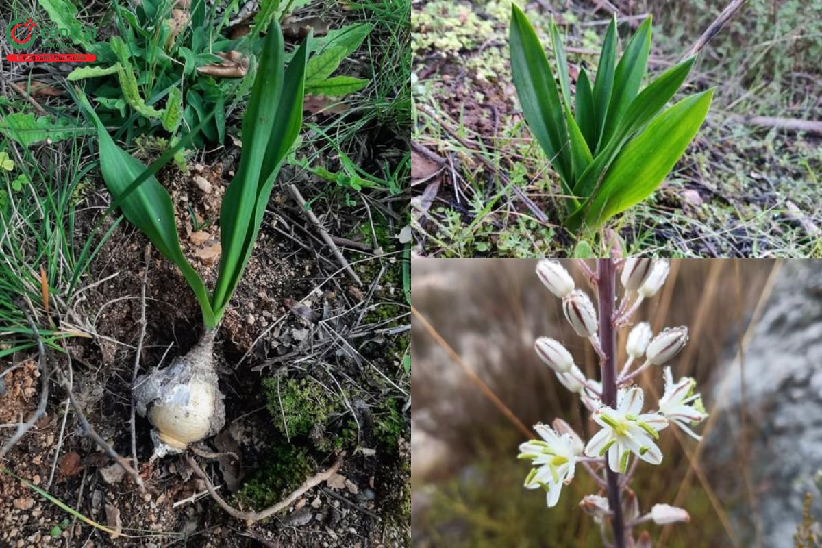 Hành biển (Drimia maritima (L.) Stearn)