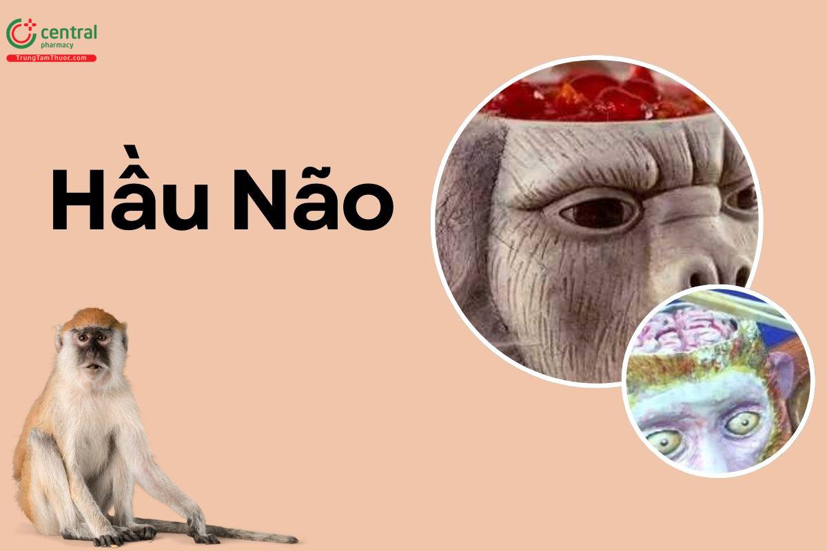 Hầu Não (Óc Khỉ, Não Khỉ)