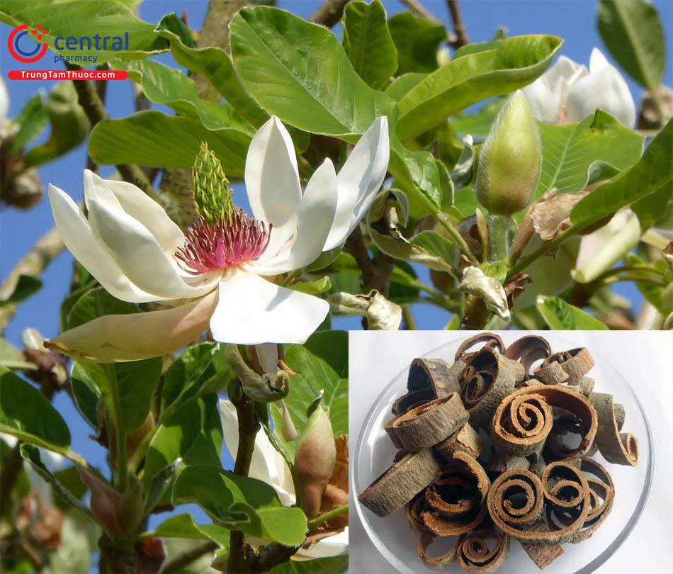 Hậu Phác (Magnolia officinalis Rehd. & Wils)