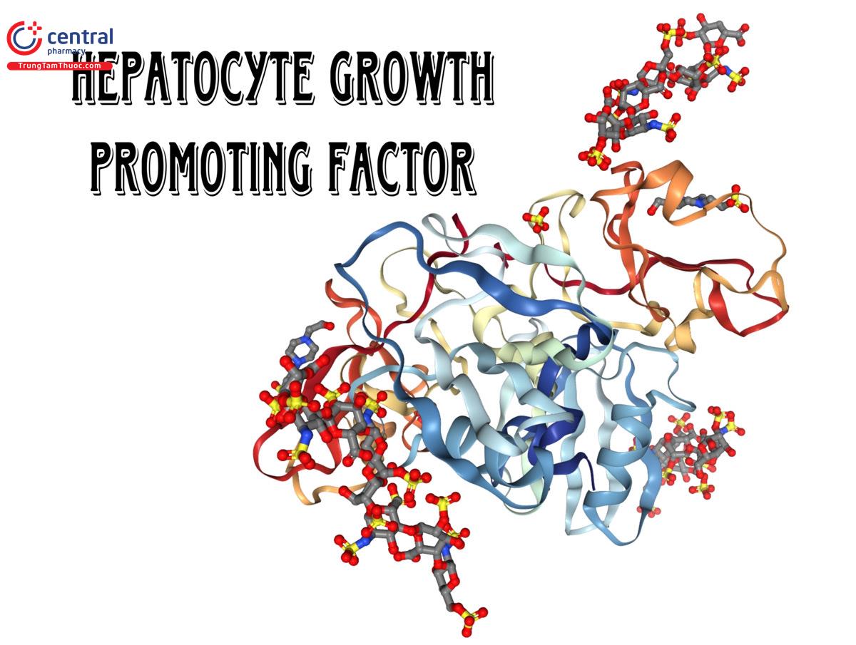 Hepatocyte growth Promoting Factor  
