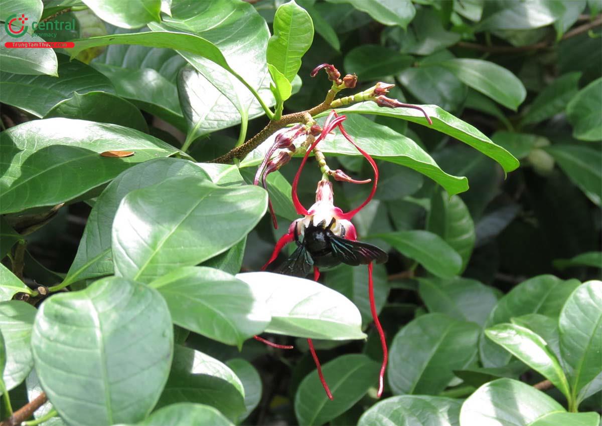 Sừng Trâu (Strophanthus caudatus (Burm.f.) Kurz.)