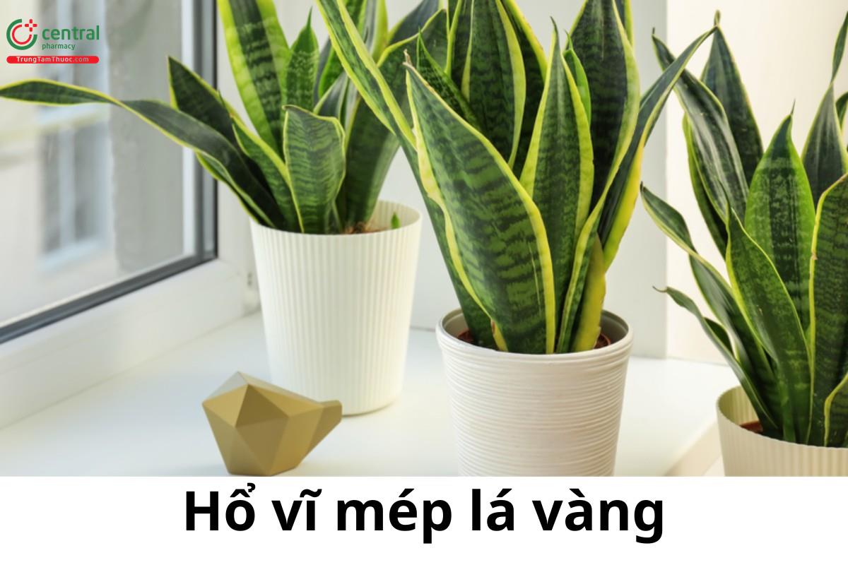 Hổ vĩ mép lá vàng (Lưỡi hổ vàng, Đuôi hổ, Lưỡi cọp sọc vàng - Dracaena trifasciata subsp. trifasciata)