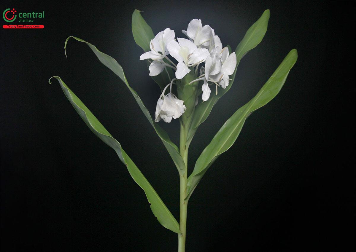 Hoa Bạch Yến (Hoa Ngải Tiên - Hedychium coronarium Koening)