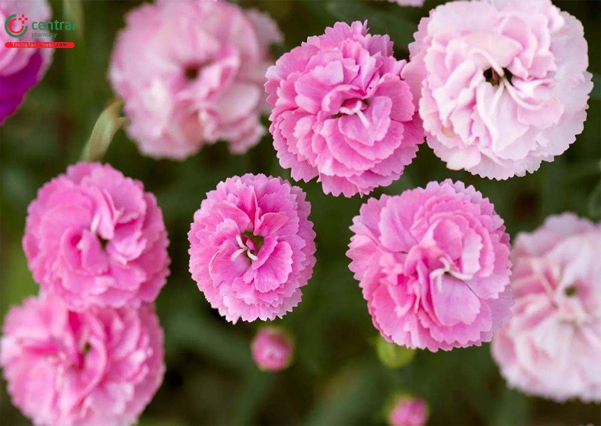 Hoa Cẩm Chướng (Hoa Phăng - Dianthus caryophyllus L.)